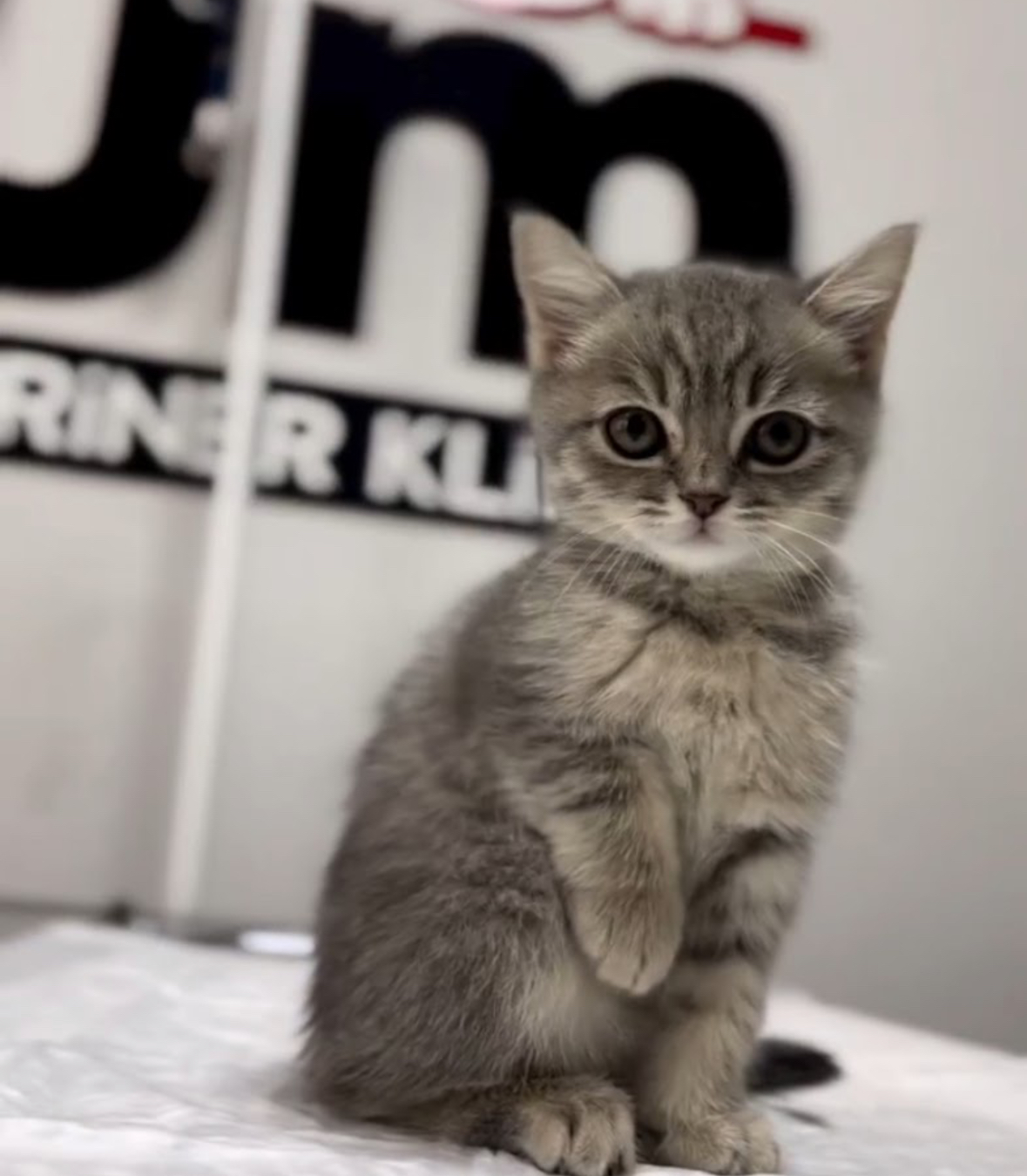 İKONYUM VETERİNER KLİNİĞİ | KONYA VETERİNER-MERAM VETERİNER-SELÇUKLU VETERİNER-KARATAY | ACİL-7/24 NÖBETÇİ VETERİNER KLİNİĞİ